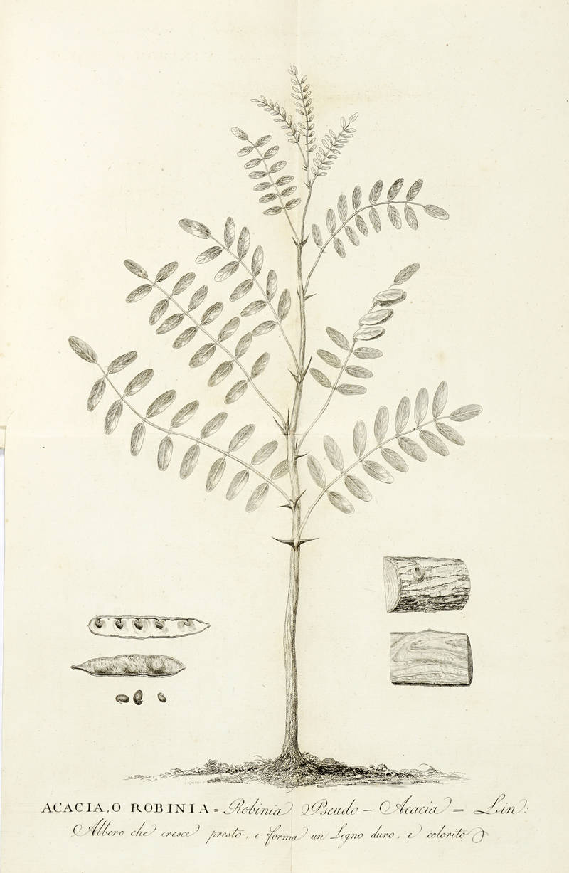 Sulla coltura e usi dell'Acacia, o Robinia 'Robinia Pseudo-Acacia': Lin. Albero che cresce presto e forma un legno duro e colorito: Lezione recitata il 7 Agosto in quest'anno 1800.